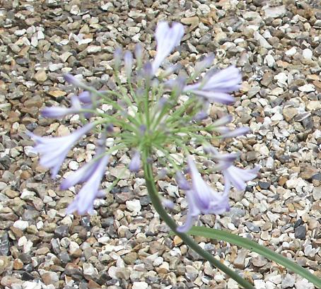 Agapanthe